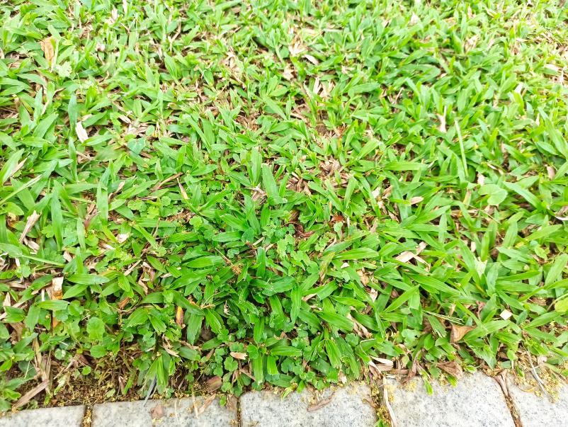 景观草坪如何搭配,庭院景观草坪种类