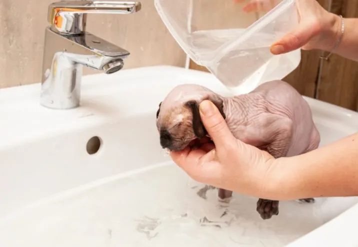 斯芬克斯无毛猫洗澡解压,斯芬克斯猫如何取暖