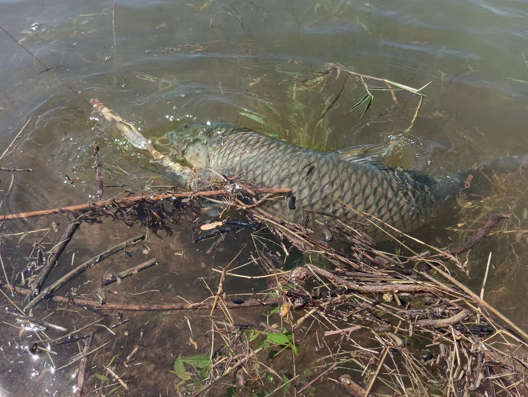 冬季水库野钓草鱼的最佳方法,夏季晚上野河钓草鱼技巧