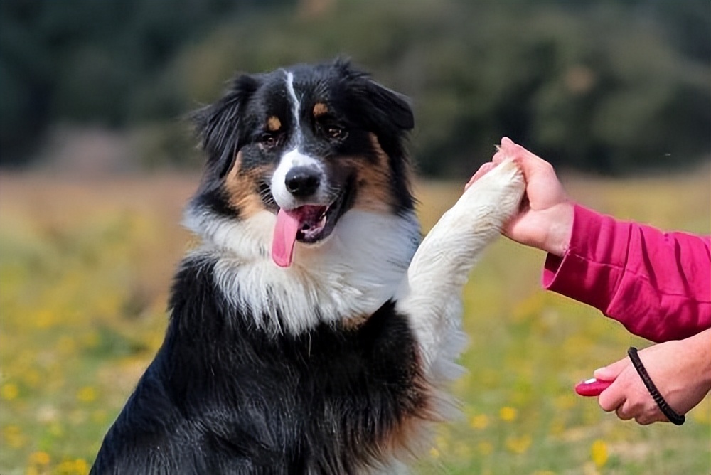 还在犹豫要不要养罗威纳,狗狗到底有必要做绝育吗