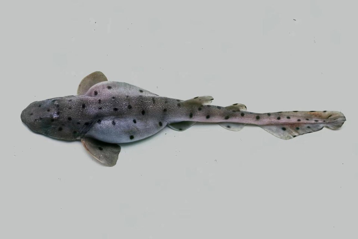 虎鲨孵化全过程,梅花鲨产卵还是产仔