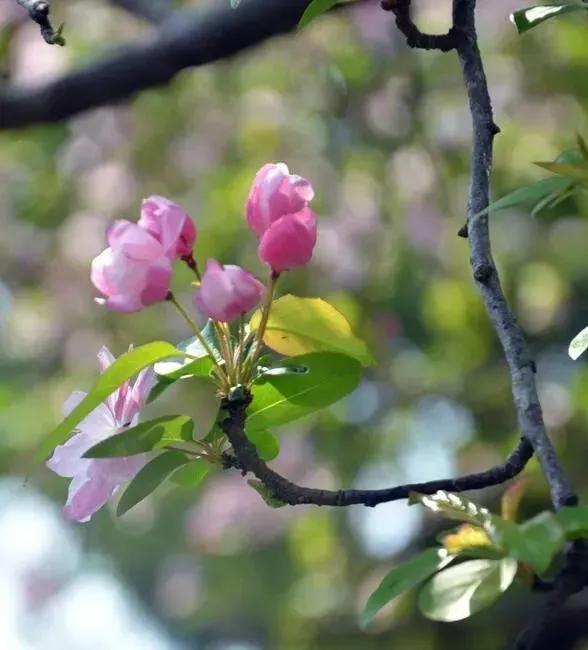 近代四大买办 (近代买办阶层的形成发展和衰落)