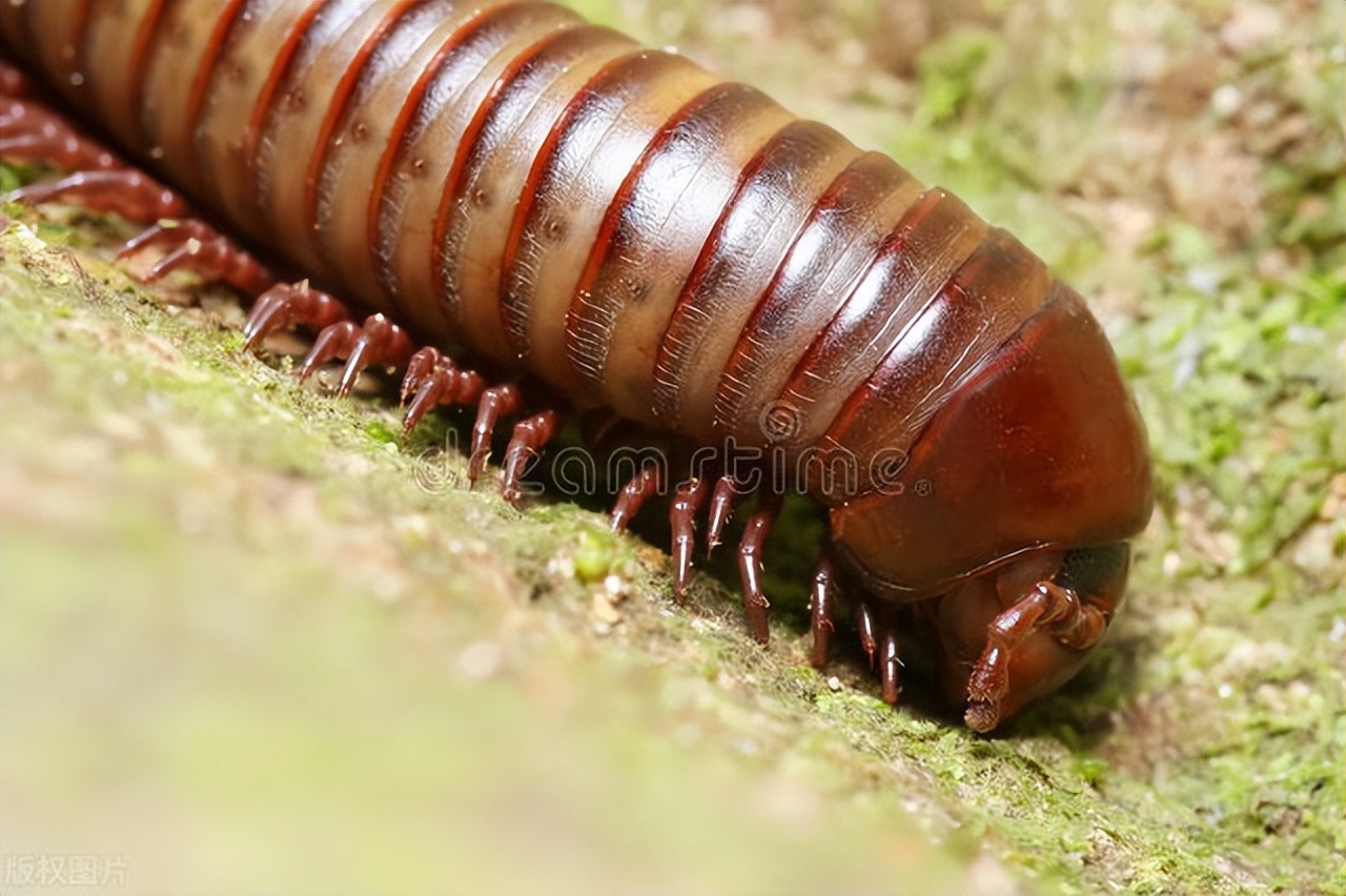 长的像蜈蚣的虫是什么虫,长得像蜈蚣一样的虫子怎么消灭