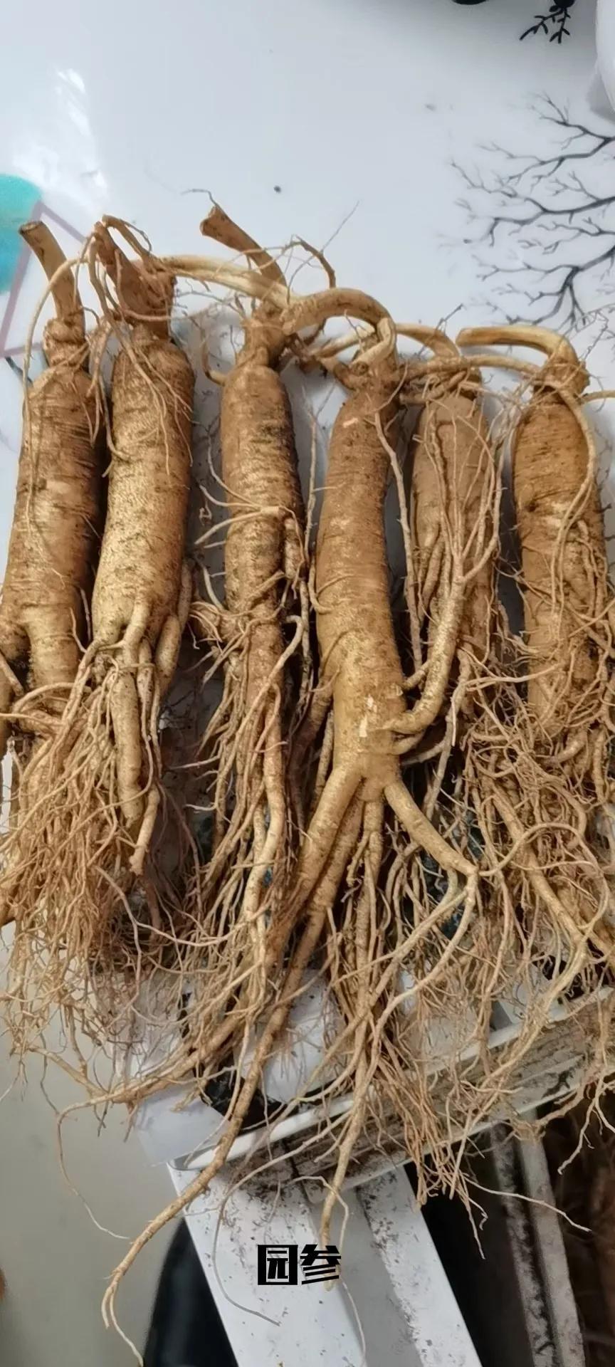 长白山的人参怎么分别,长白山人参和别的人参的区别