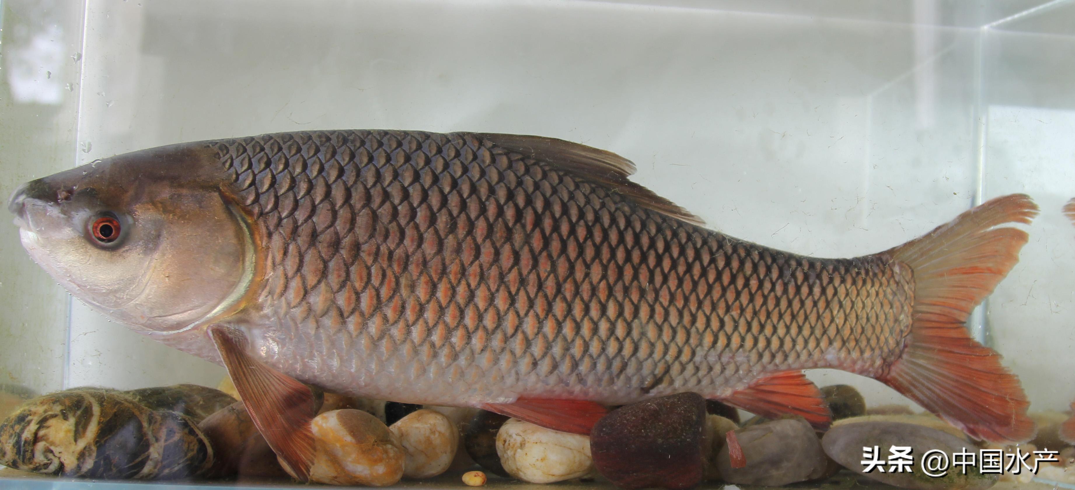 水生外来物种入侵防控工作方案,水生动物防疫