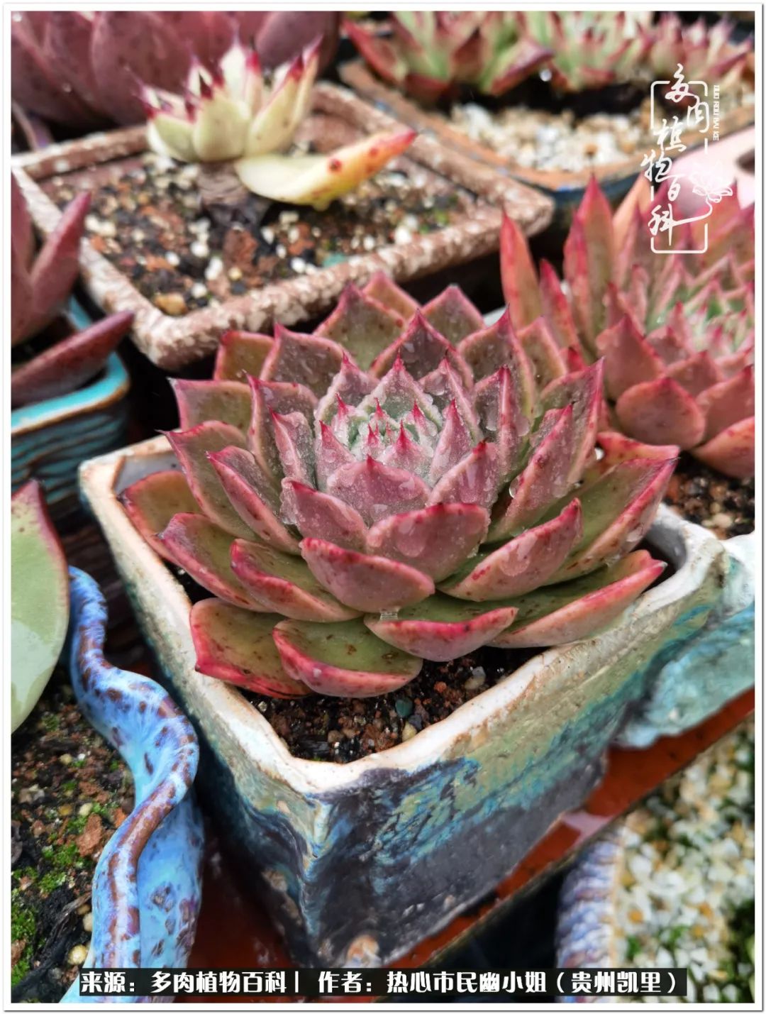 养多肉是件很幸福的事,养多肉养出好心情来