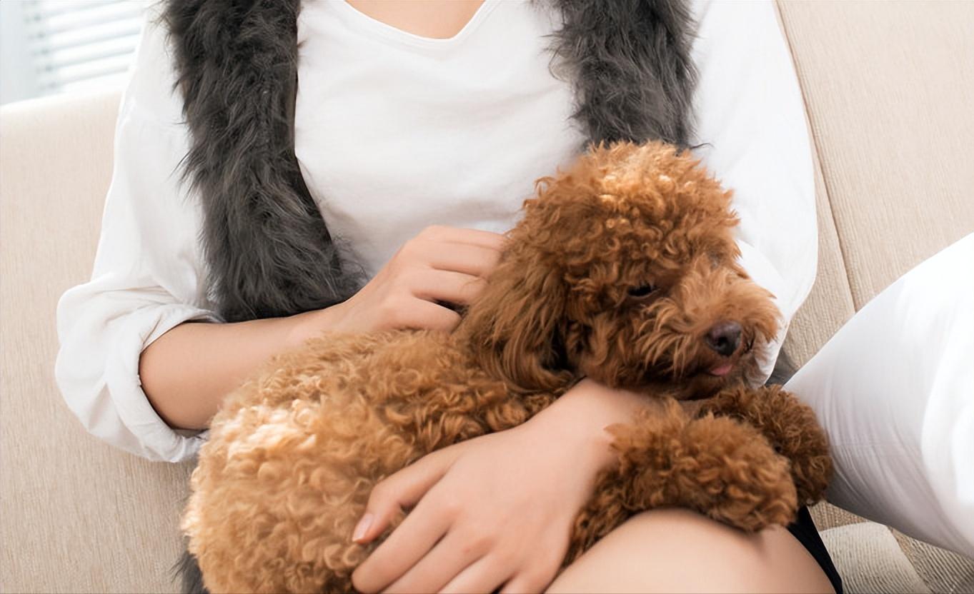 泰迪的各种行为表示什么意思,泰迪摸头有什么说法