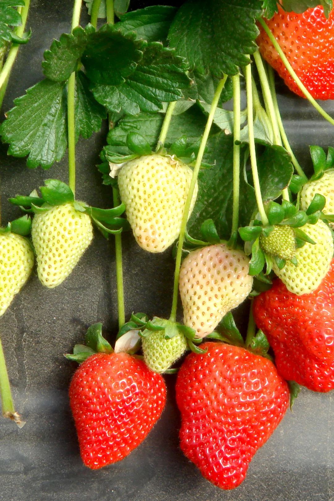 东港草莓,东港草莓新品质