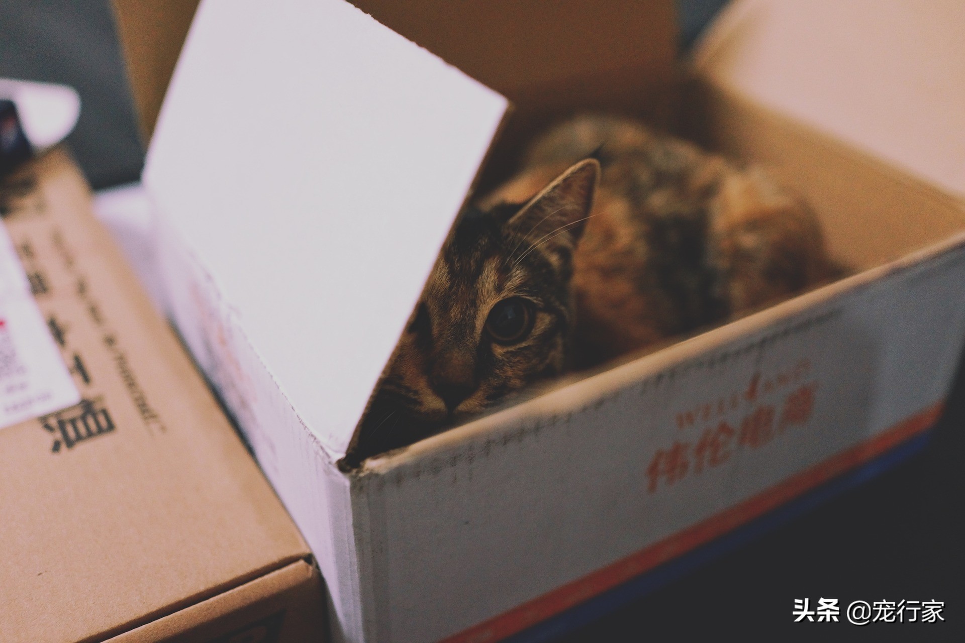 为什么猫咪喜欢咬昆虫到床上,为什么猫咪喜欢啃主人的手