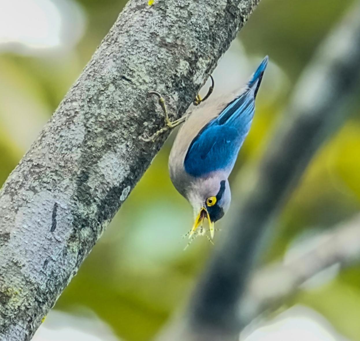 海南观鸟随记5霸王岭儋州湾勺嘴鹬领角鸮仓鸮