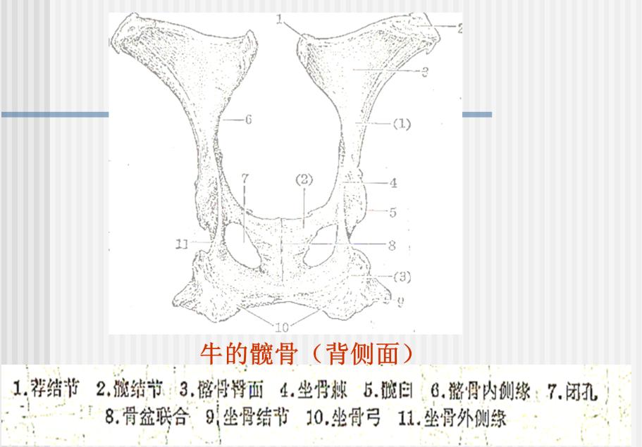 牛和马哪种动物厉害,猪牛羊哪个更容易生病
