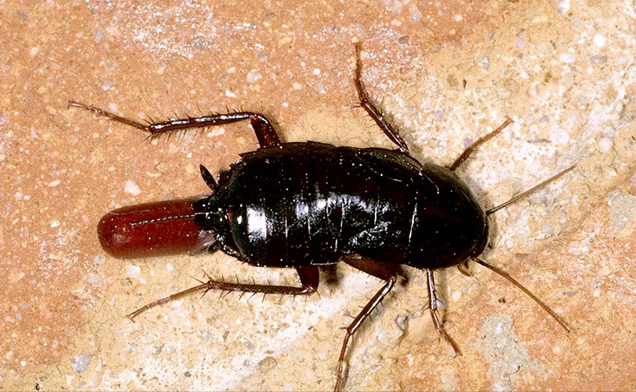 蟑螂为什么生命力顽强踩了都不死,蟑螂为什么踩死后第二天不见了