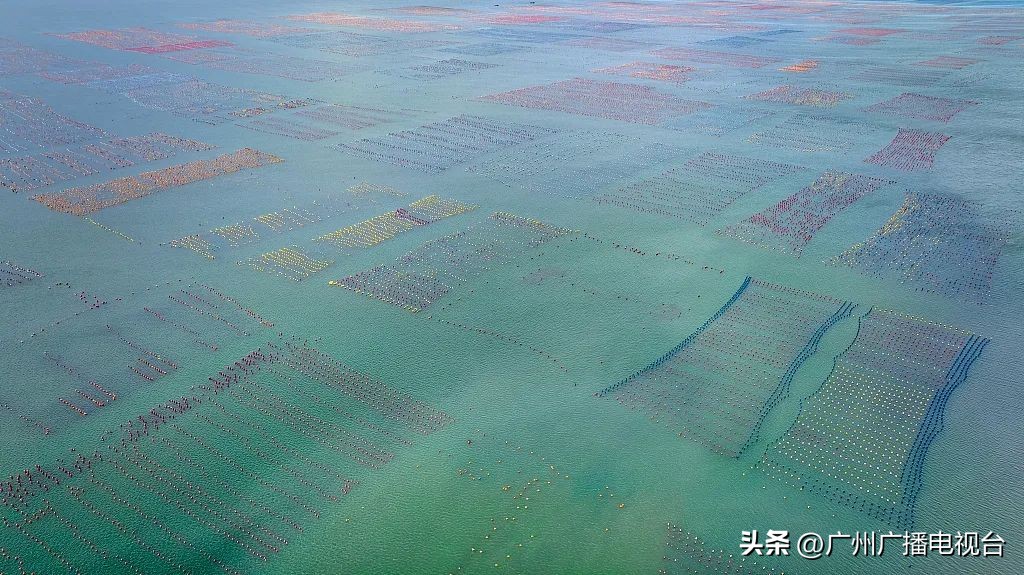 休渔期到了吗,开渔期的广东海鲜市场