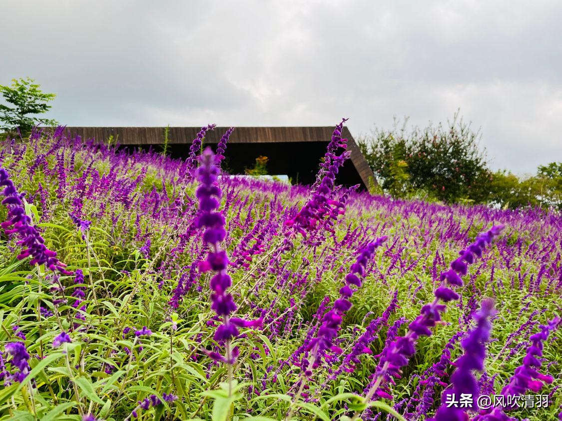 成都免费最适合夜晚的公园,成都城区公园游玩