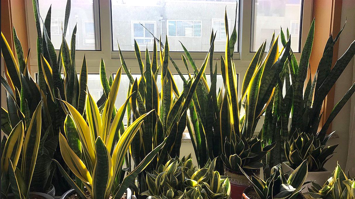 10种公认客厅最好养的花,适合客厅养的懒人花