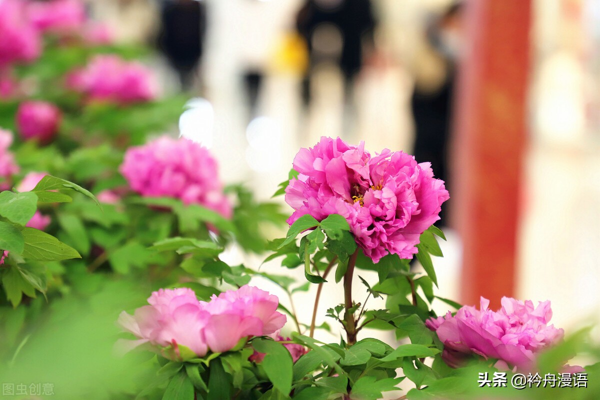 牡丹真国色花开时节动京城的意思,牡丹真国色花开时节动京城谁写的