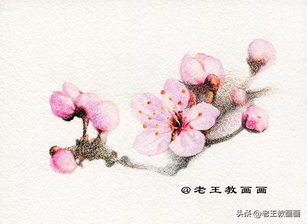 零基础学彩铅画多肉植物,三年级简单画桃花彩铅