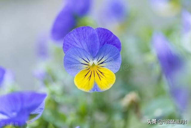 分享美图图片,紫罗兰花写实风图片