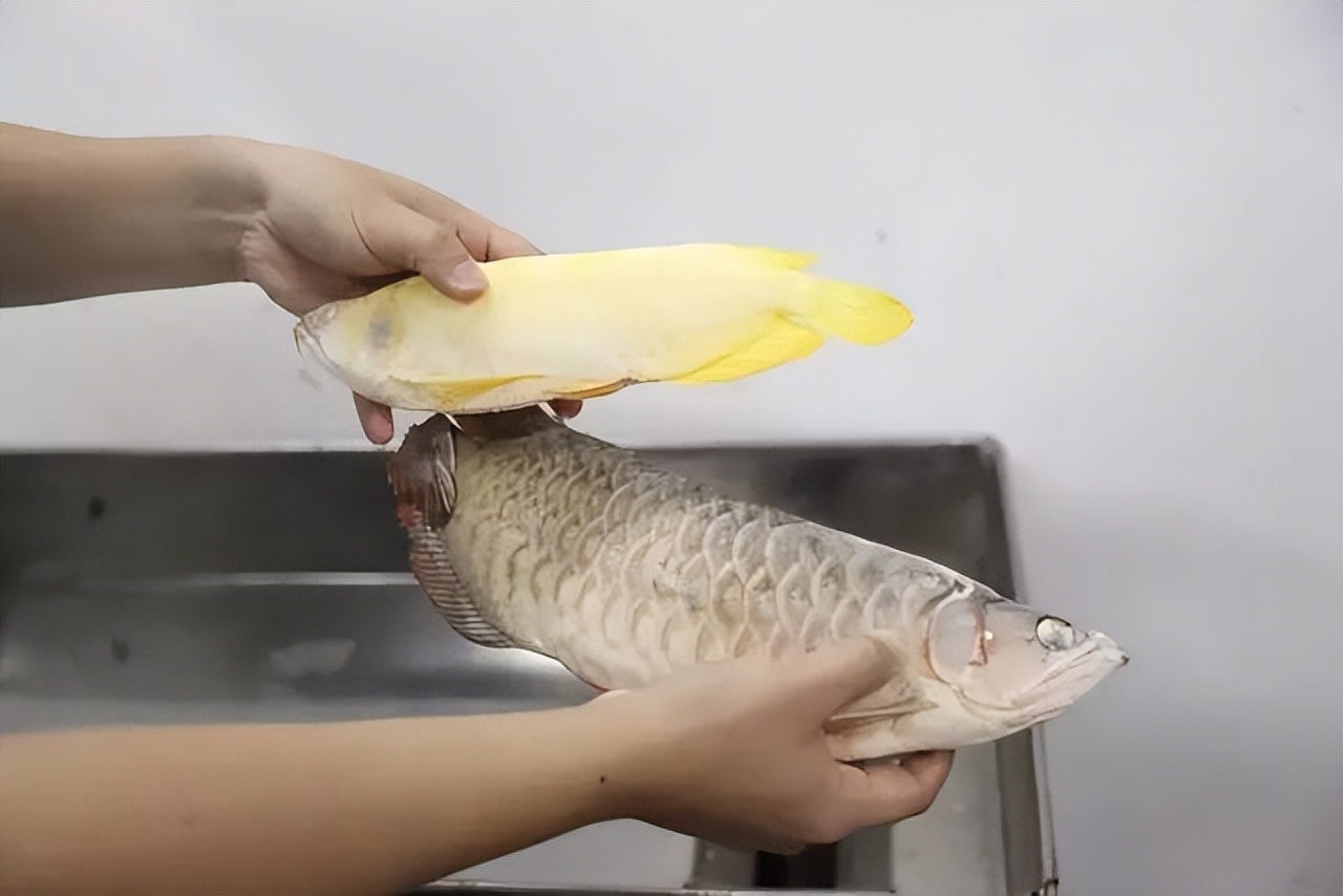 我把价值近十万的龙鱼虎鱼冻在了冰柜里