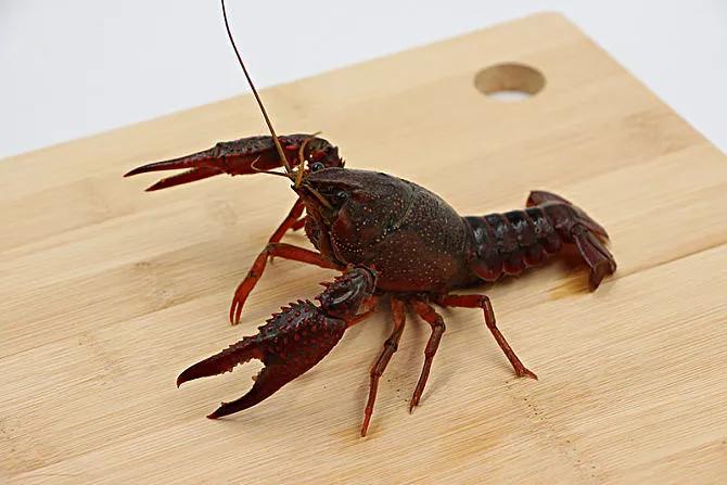 2020年禁养水产类名单,国家禁止放生的鱼类有哪些