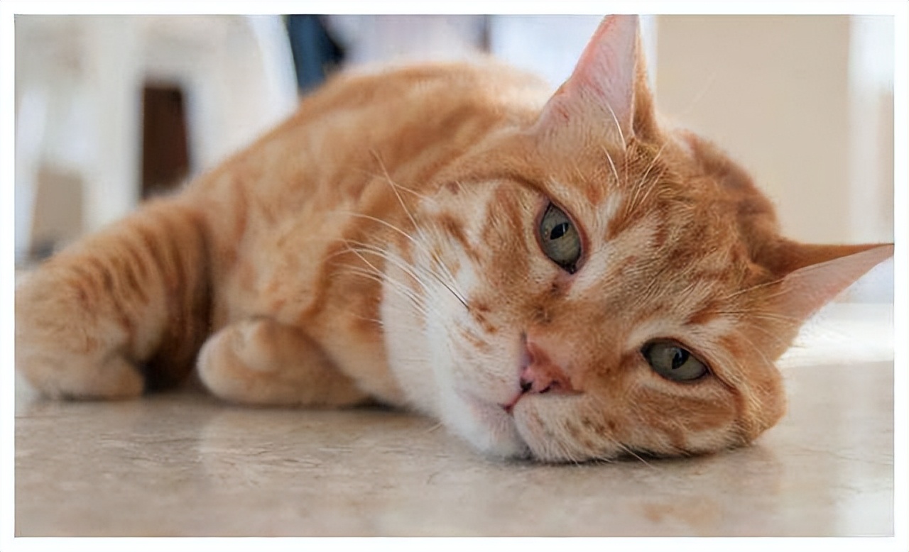 猫咪狂犬病早期的10个征兆,警惕型猫咪