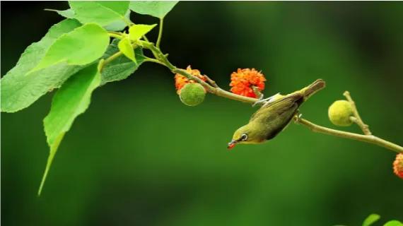 构树一亩种植1000,构树好吗