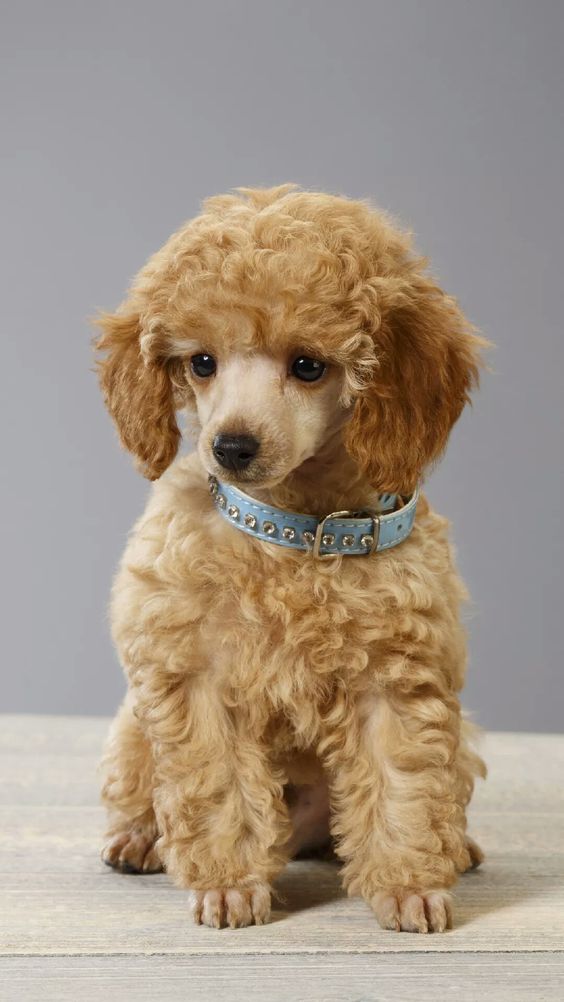 最受欢迎的宠物狗排名前十品种,十大最受欢迎的宠物狗品种排名