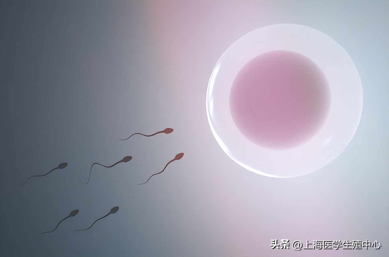 问题大合集,取卵是做试管婴儿的必经之路,收藏起来能用上