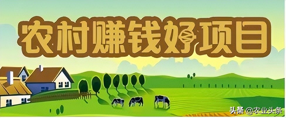 农村十大冷门赚钱行业排行榜,农村冷门生意赚钱项目有哪些