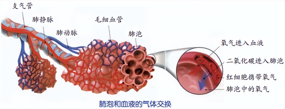 科学知识大全小学生必背,科学知识大全全集