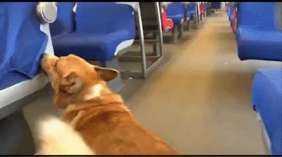 养柯基须知新手必看,养柯基需要戒掉哪些事情