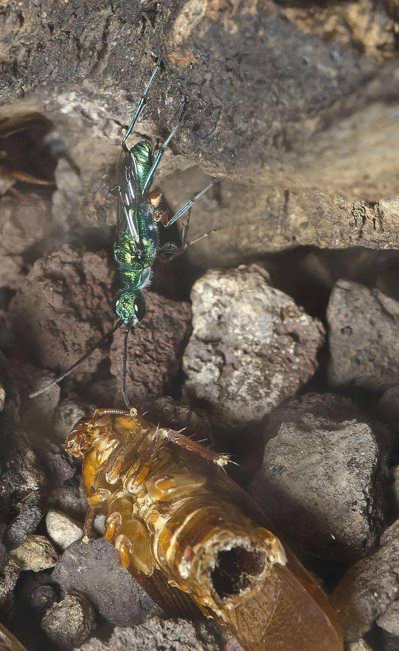 蟑螂的噩梦：自然界的“摄魂怪”，把蟑螂变成傀儡，让它主动赴死