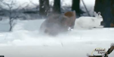 兔子没有实力就被人瞧不起,兔子从来没被战胜过