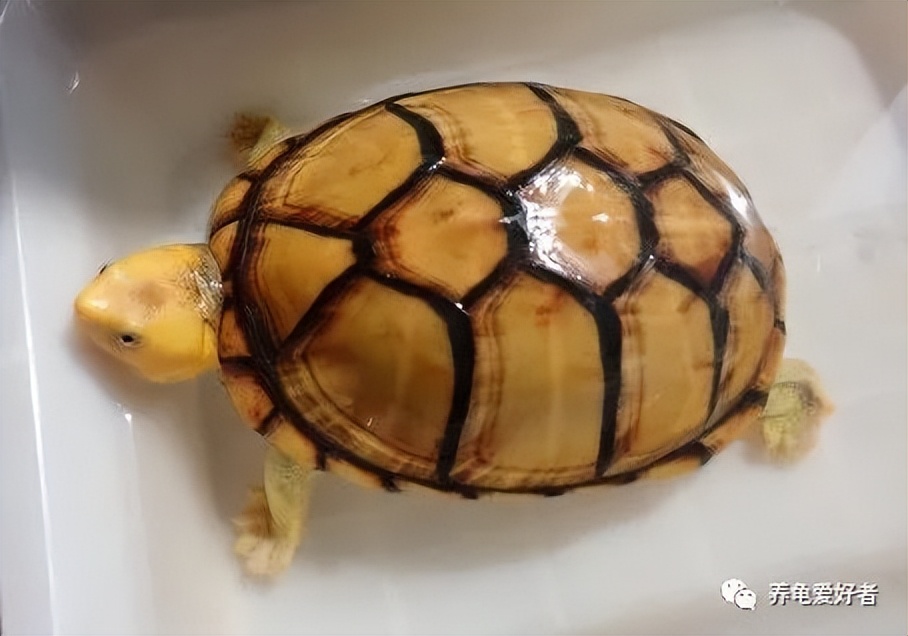 饲养环境大小对龟生长有影响吗,半水龟的饲养环境