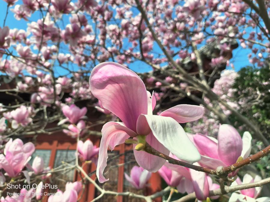 最新一加ace2v深度测评,一加ace2手机体验感受