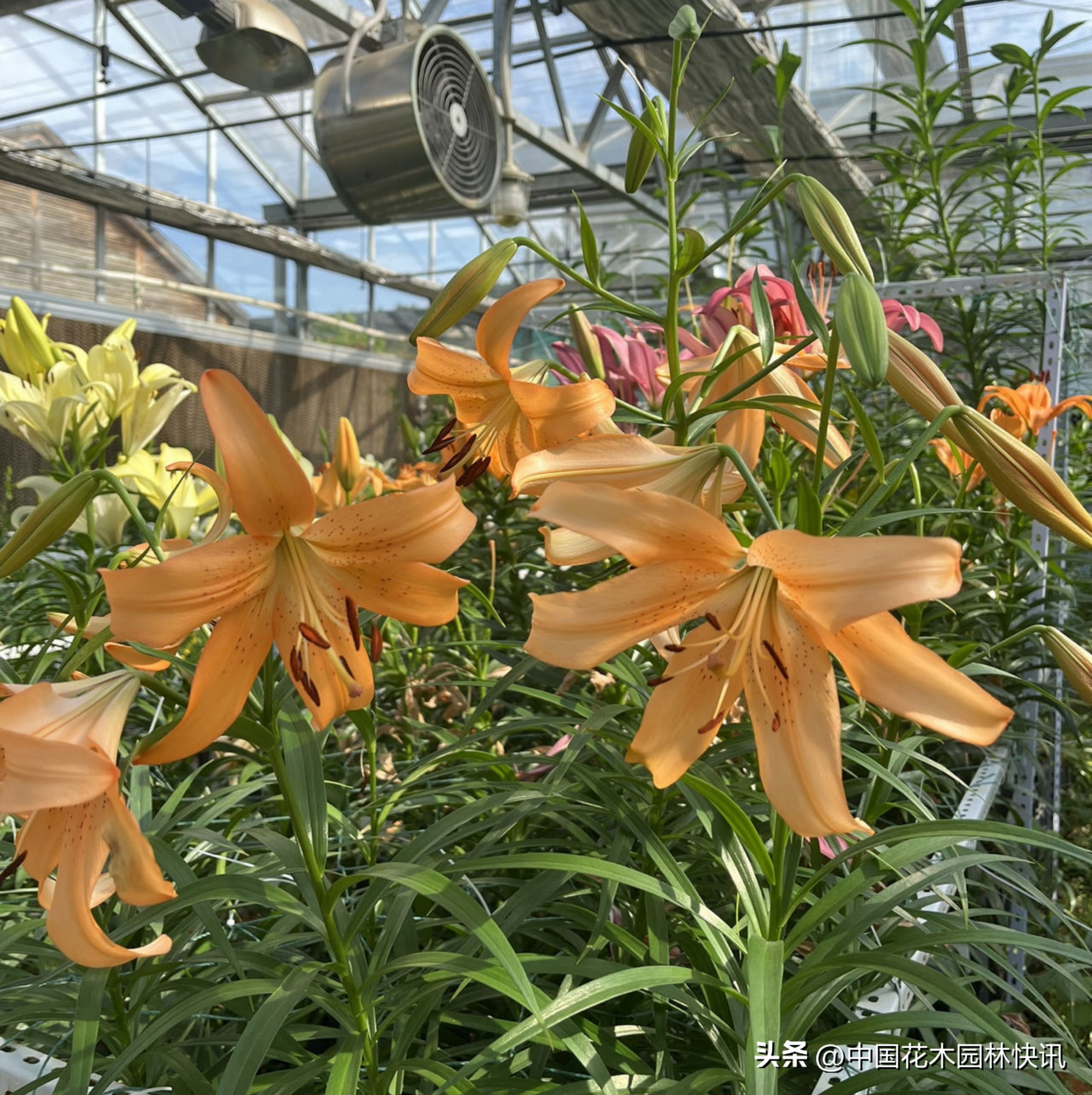 江西农大:缤纷百合花激情绽放国际登录品种各展娇姿