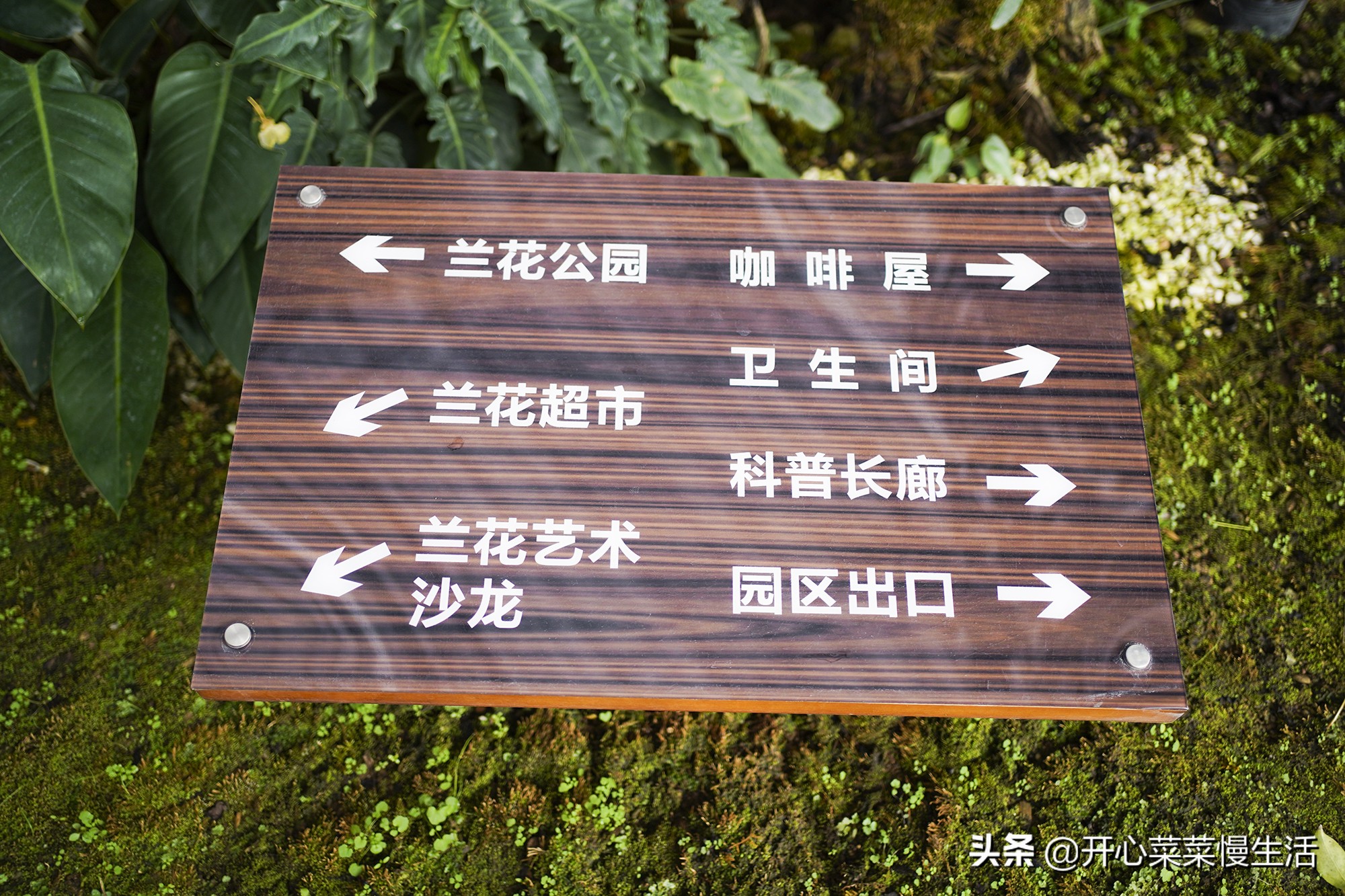 广东兰花第一县,中国最漂亮的兰花小镇