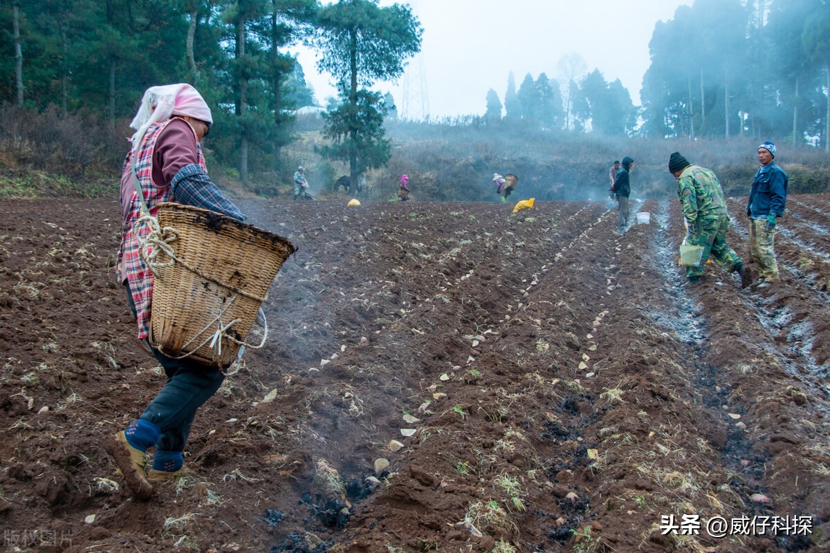 2020年农业最挣钱的商机,2023年在农村创业搞什么会赚钱