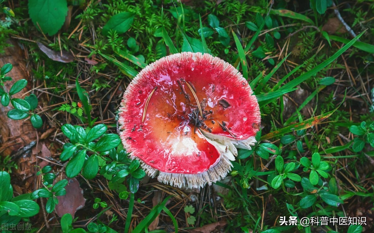 睾丸潮湿痒中医辩证施治,睾丸潮湿瘙痒的中医辨证治疗