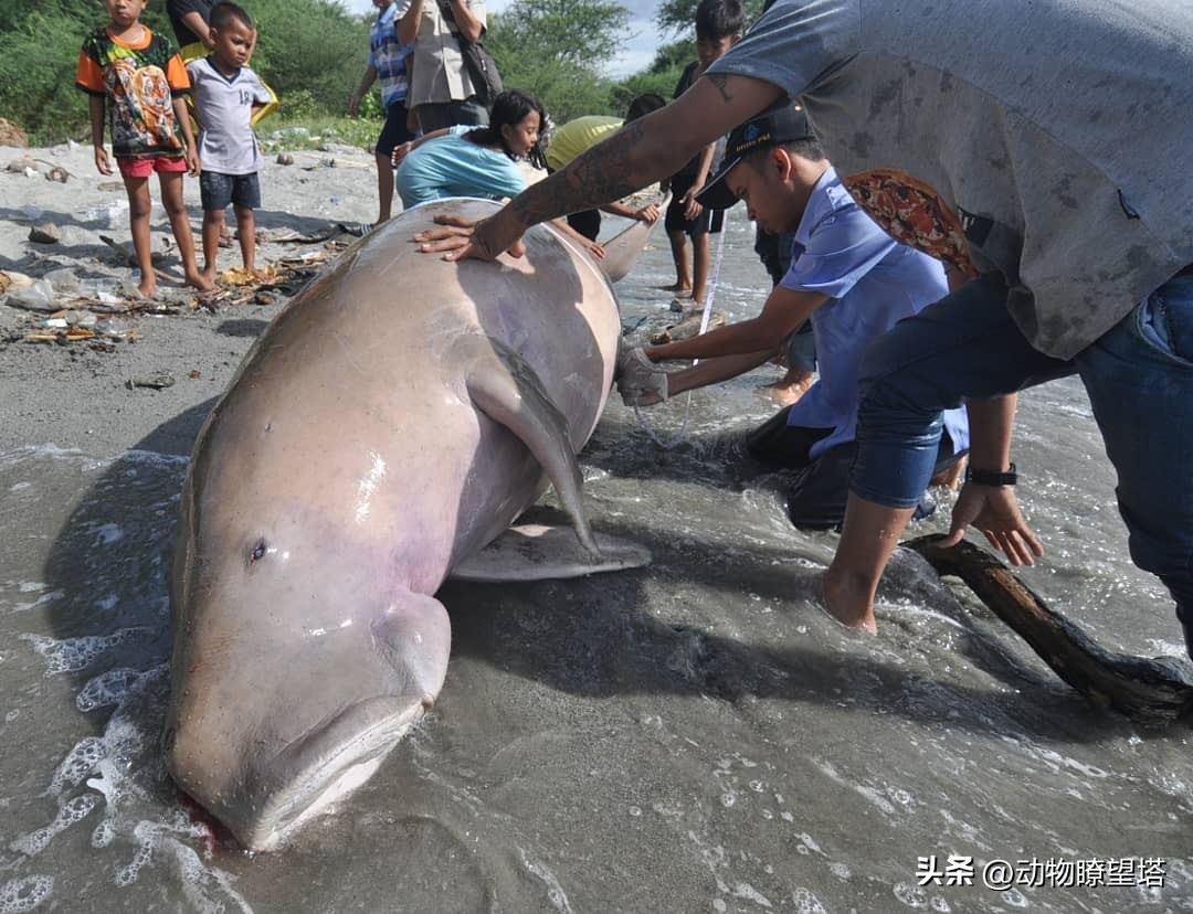 巨型儒艮灭绝,儒艮为什么遭到大量捕杀