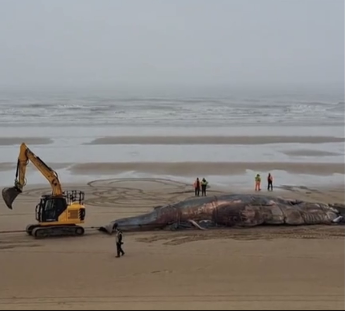 大量鲸鱼集体搁浅,西澳150只鲸鱼大规模搁浅原因何在