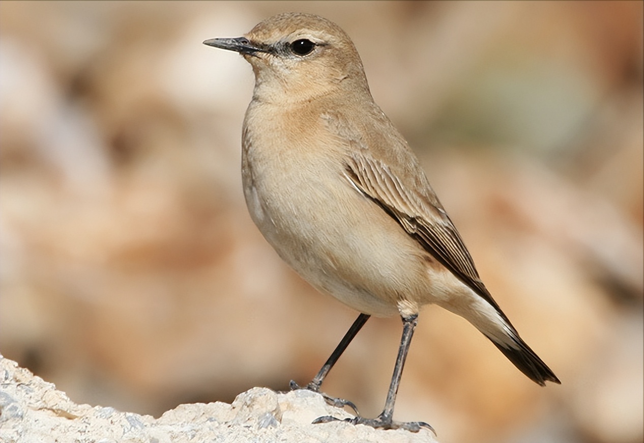 50张最佳鸟类摄影作品,鸟儿大全大图