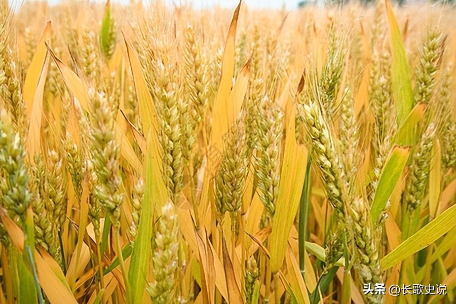 小麦淀粉糊化的温度是多少度,小麦淀粉高温糊化后有韧性吗