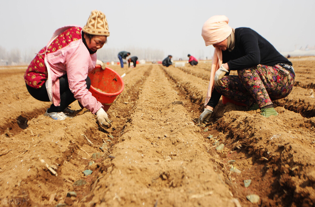 春土豆怎样种植和管理,春土豆种植怎么整地