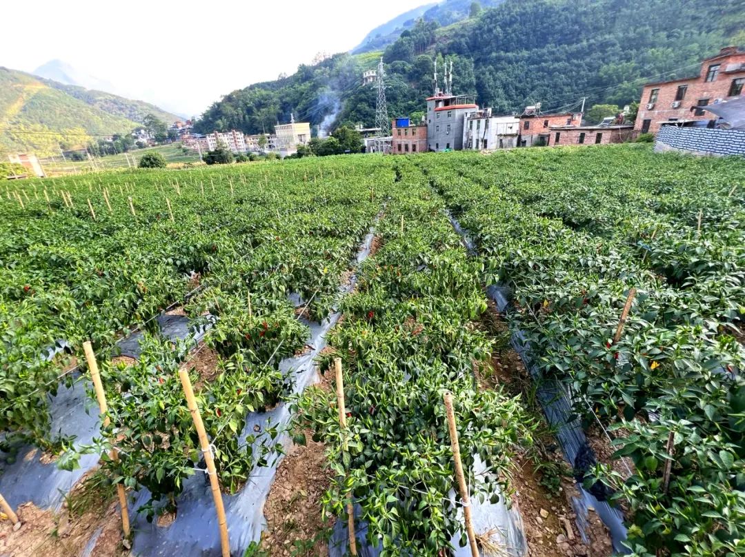 党建引领争先锋实干担当促发展,元阳县党建