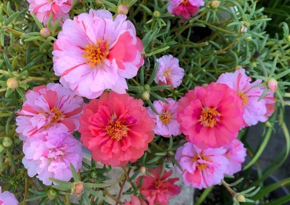 春天来了这5种花赶快扦插,春季来了养花不可少