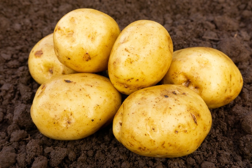 荷兰美食大全视频,荷兰美食介绍价格表