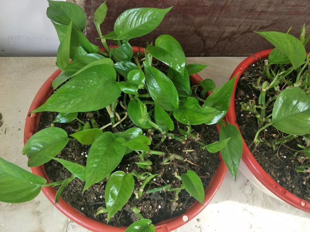 给花剃头,发财树剃光头后发了新芽长不大