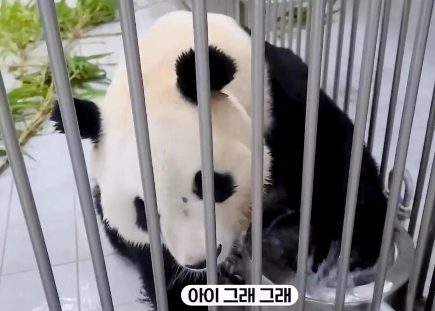 央妈也蹭热度官宣爱宝二胎，宝家族自然繁育的故事，再次开花结果