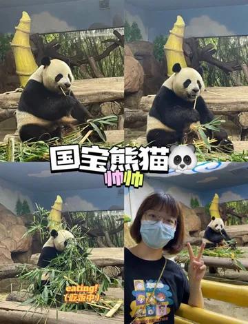 广州长隆野生动物世界保姆级教程,广州长隆野生动物园保姆级攻略